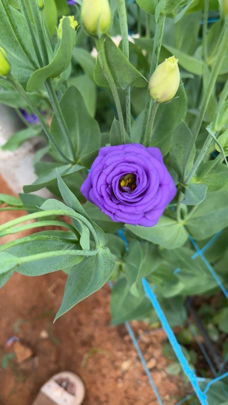Lisianthus blooms